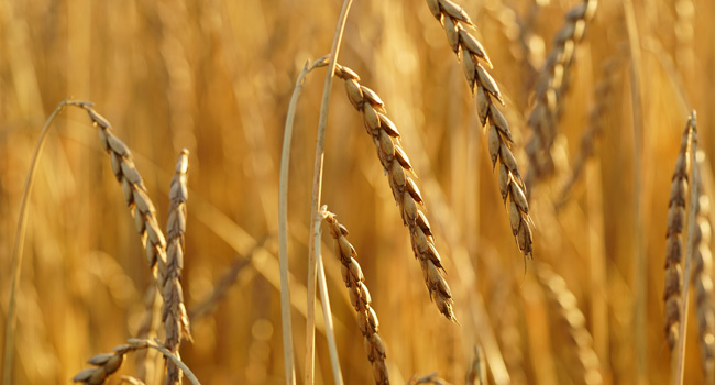 Großes Sortiment an Getreideprodukten in Bioqualität von Demeter-Höden