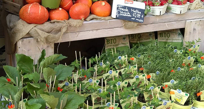 Saisonales Angebot an Gemüse und frische Gewürze – auch zum selber einpflanzen